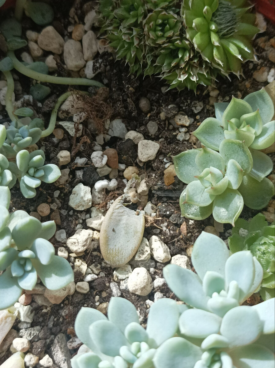 Кем-то погрызан... 