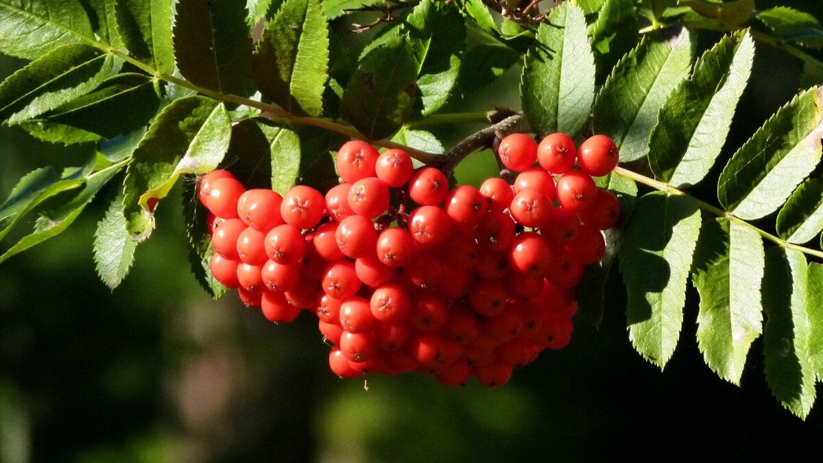 На крыльцо ветки рябины клали, чтобы был достаток в доме. Фото: pxhere.com