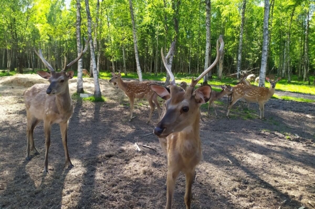    Туристы просят сделать дорогу до оленьей фермы под Тверью