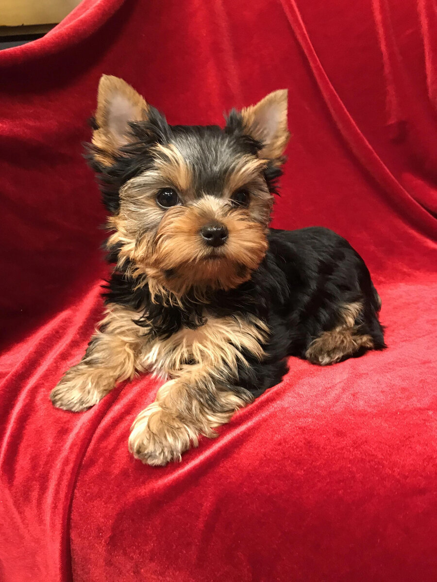 Йорк он же йоркшерский терьер. Миниатюрная порода собак