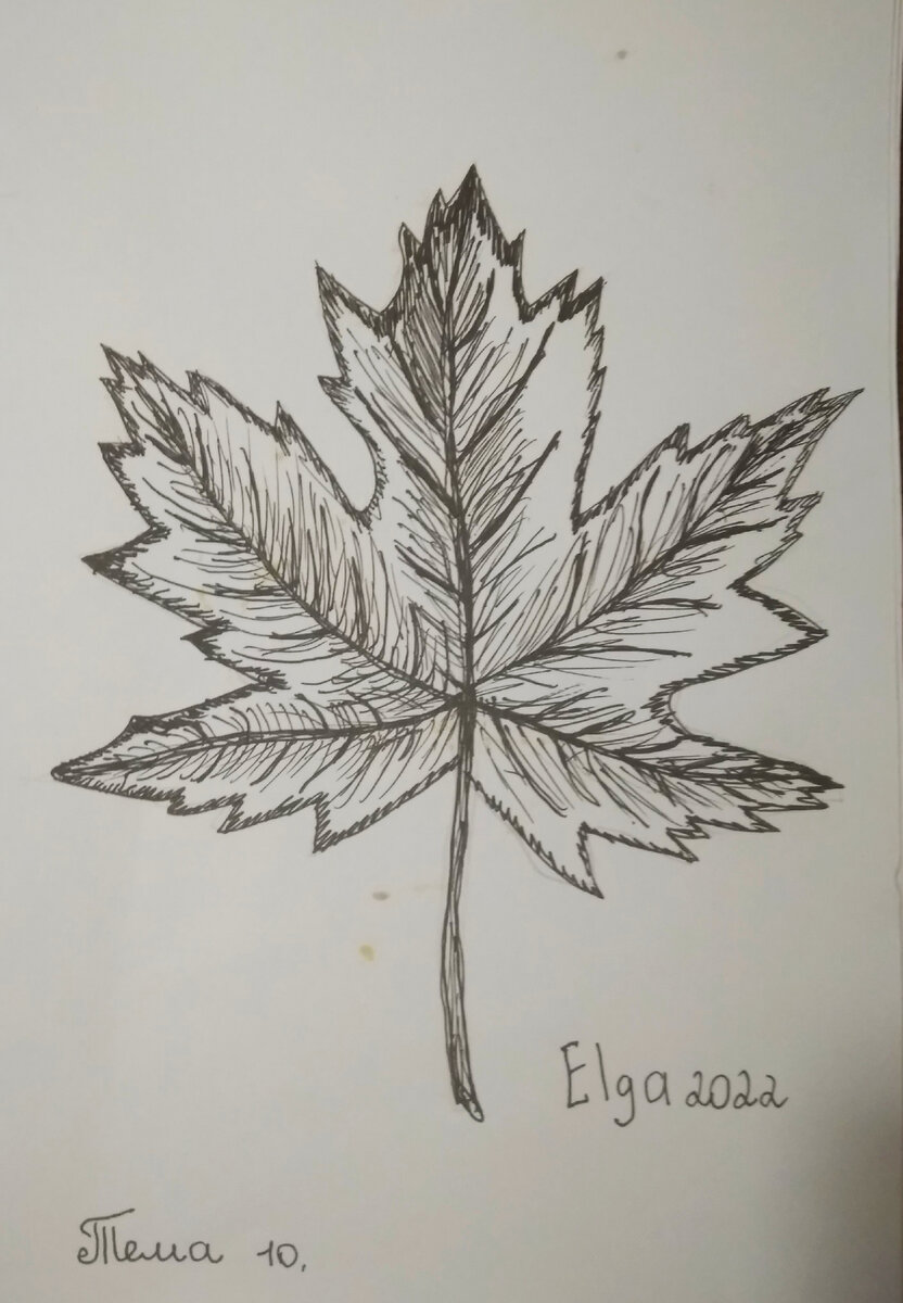 Тема 10-Клен.