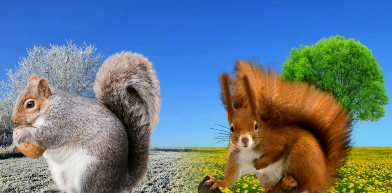 Белка как готовится к зиме 2 класс. Как белки готовятся к зиме картинки. Белка готовится к прыжку