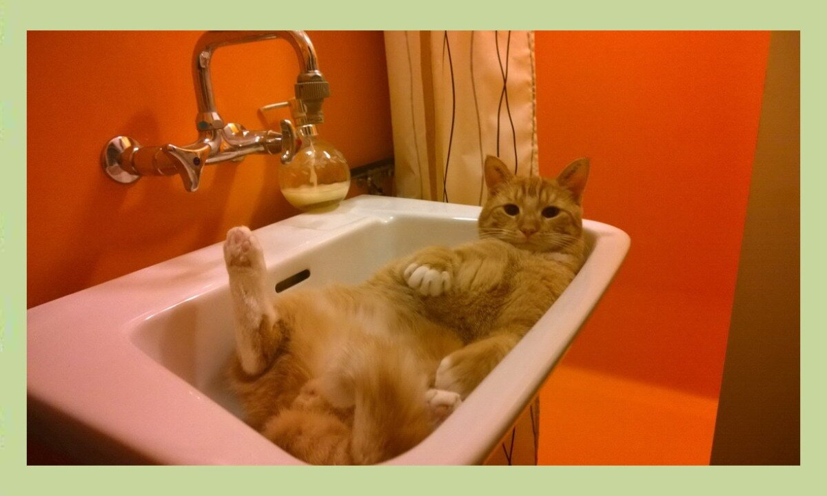 Котик в ванне. Котик в ванной. Кот в ванне. Ванная для кошек. Коты моются.