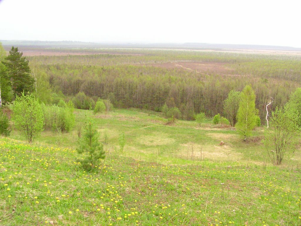 тропа ивана сусанина. сусанино исуповское болото. кострома сусанинские болота. болота ивана сусанина. болото ивана сусанина кострома.