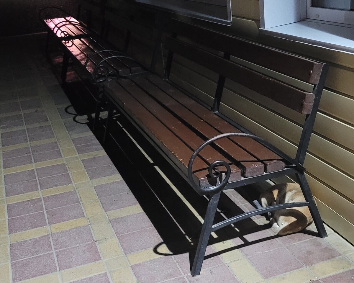 Собака на вокзале