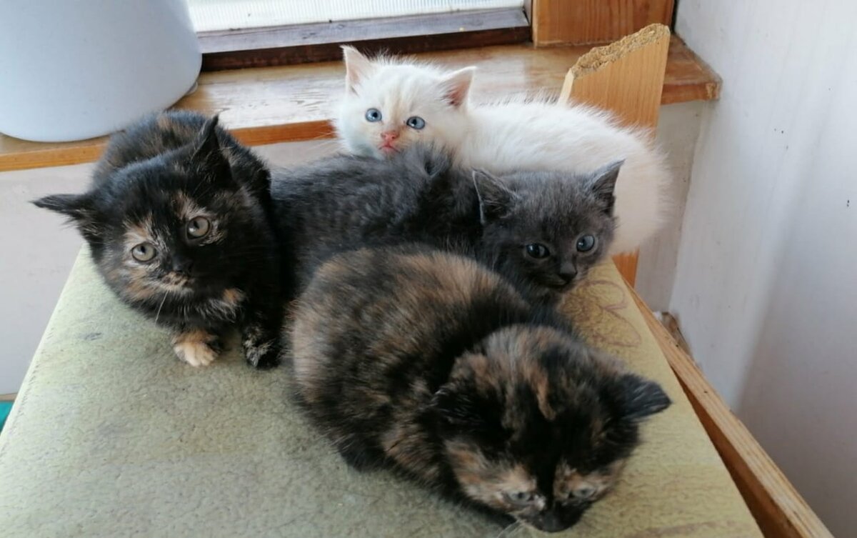 Содержимое коробки.  