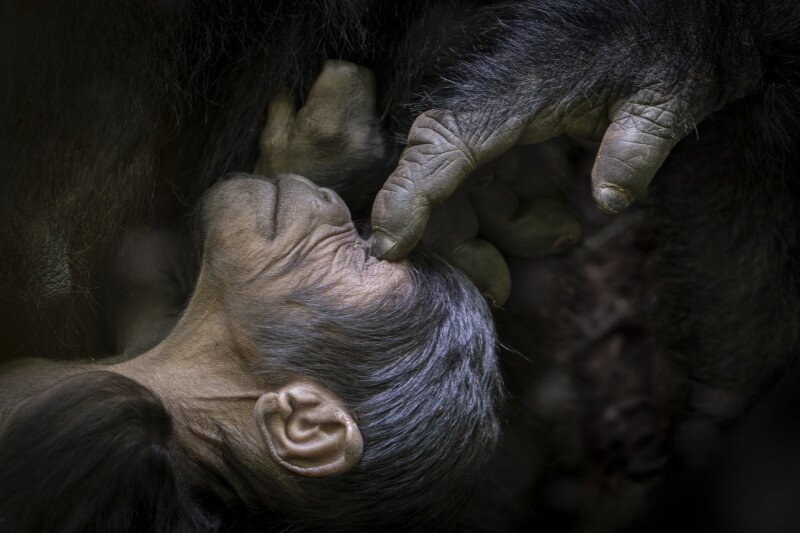    Tomasz Szpila, wilderness-safaris.com