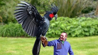 Самые огромные попугаи в мире