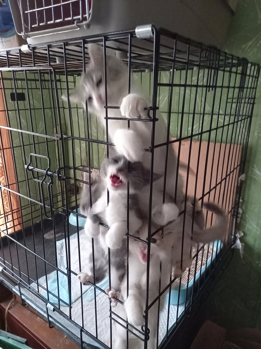 Завтрак. Готовность № 1. После неудачного приземления Гвоздика на пол со стула я сажаю котят в клетку, когда начинаю раскладывать корм по мискам. После еды они свободно перемещаются по комнате. (Фото из личного архива автора).