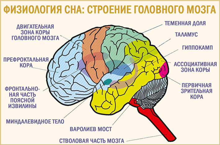 Головной мозг связан со