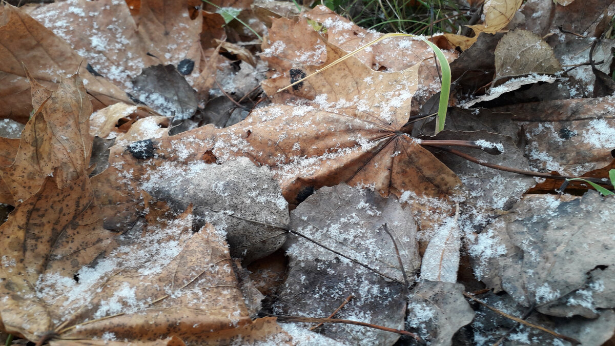 На этой неделе был первый снег