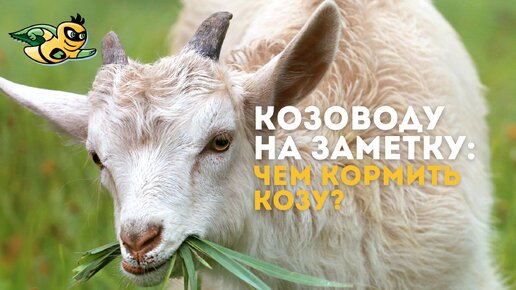 Козоводу на заметку: чем кормить козу?