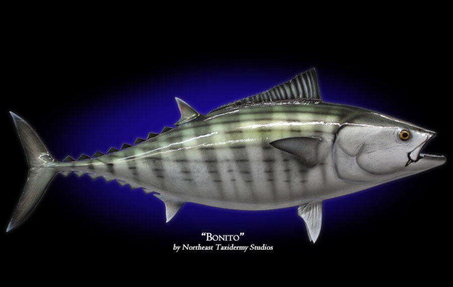 Рыба - BONITO