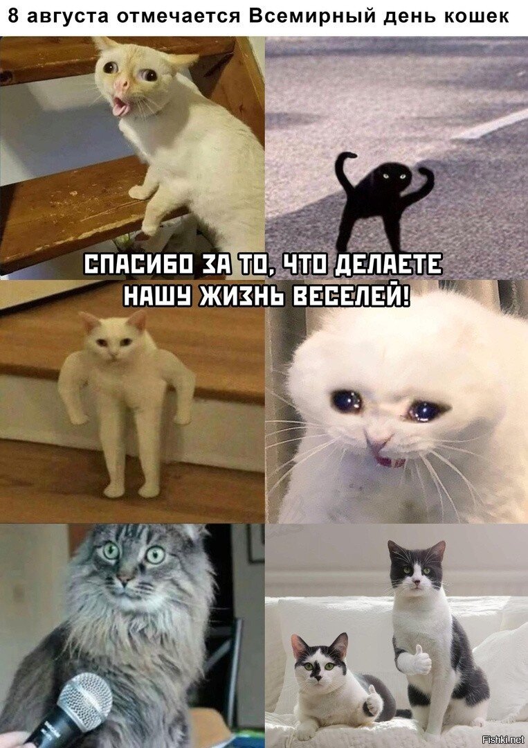 Картинка кота мем