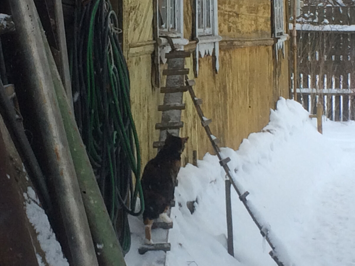 Первоначально к кошачьему лазу были сделаны лесенки. Василиса поднимается
