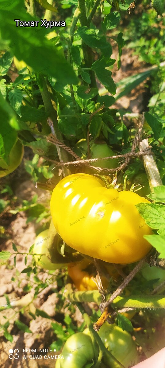 Томат Хурма