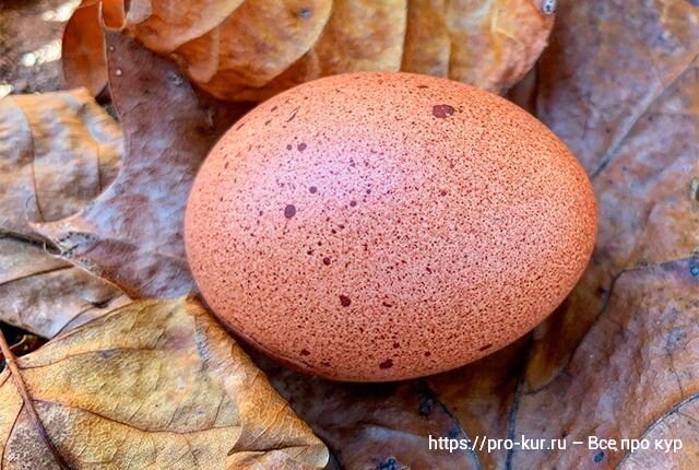 Болезни яиц: два желтка, мягкая и тонкая скорлупа, кровь в яйцах, куры клюют яйца