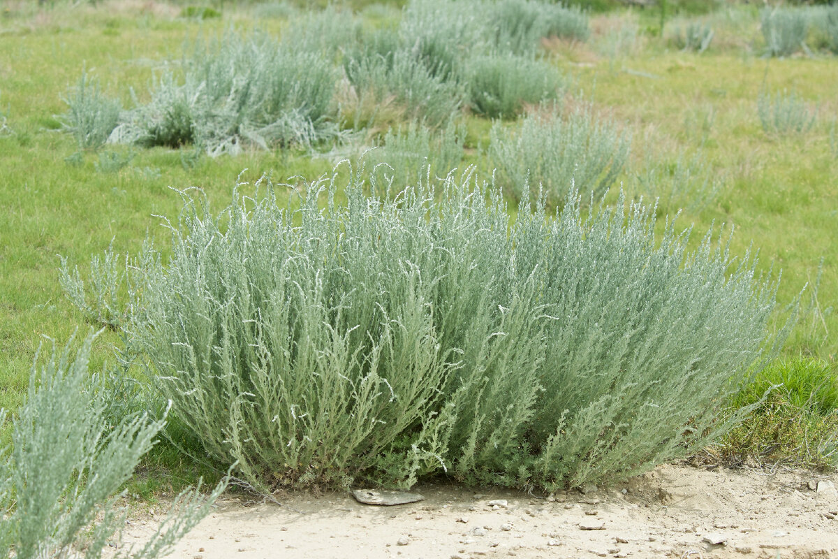 Kochia californica в пустыне