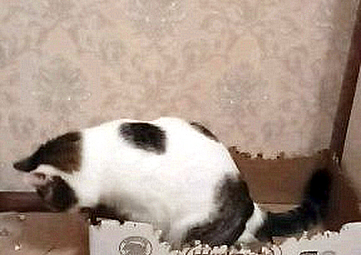 Фото не очень, так как вес фото был маленьким, и оно не загружалось, я расширила, как смогла, потеряв в качестве.