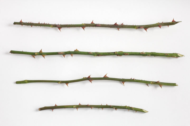 Черенки роз