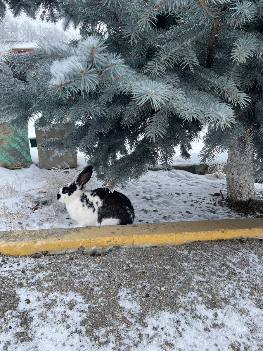 Личное фото. Живой символ года