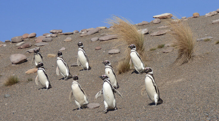   The Center for Ecosystem Sentinels