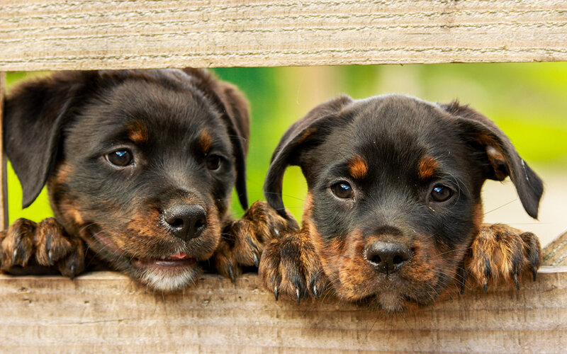 Как свидетельствуют данные взлетов и падений популярности породы собак, есть сходство между эпидемиями, вызванными микробами, и теми, которые вызваны вирусами разума. Фото kim_hester/Pixabay 