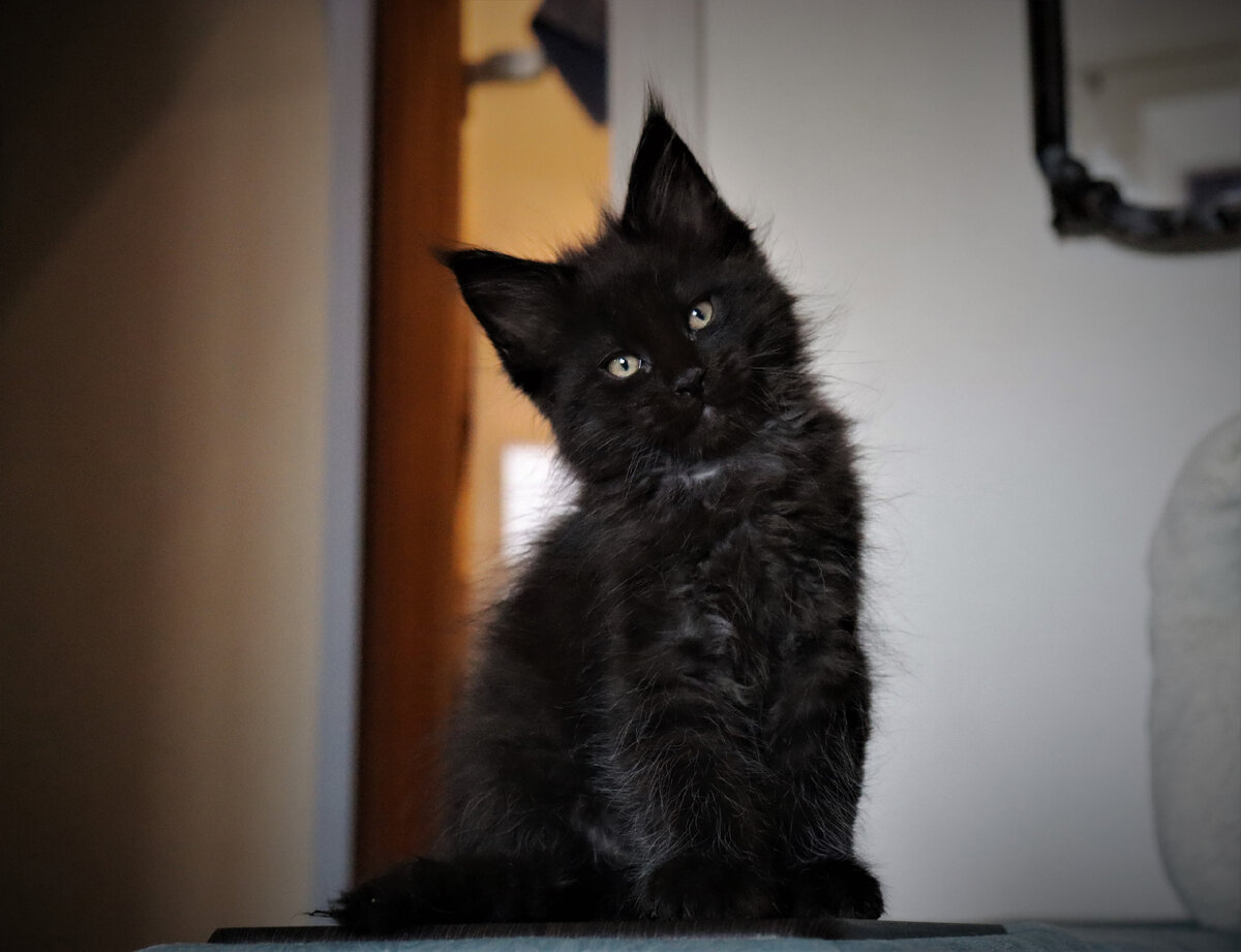 Фото из личного архива. Котенок мейн-кун Tetsu Kotoamatsukami, почти 2 месяца.