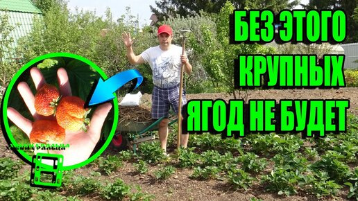 5 ПРИЕМОВ ОГРОМНОГО УРОЖАЯ КЛУБНИКИ (ЗЕМЛЯНИКА САДОВАЯ) + КУЧА СОВЕТОВ. САД (ОГОРОД) И ТЕПЛИЦА 16-21