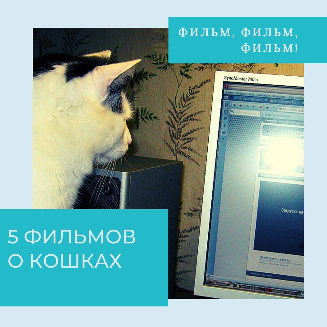 Кот подруги - Барсик