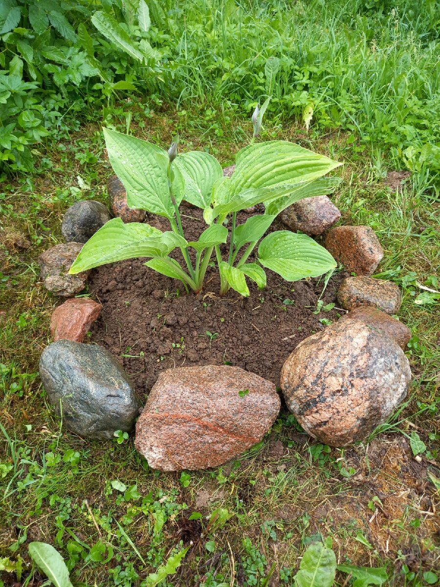 Наша первая хоста. Фото автора