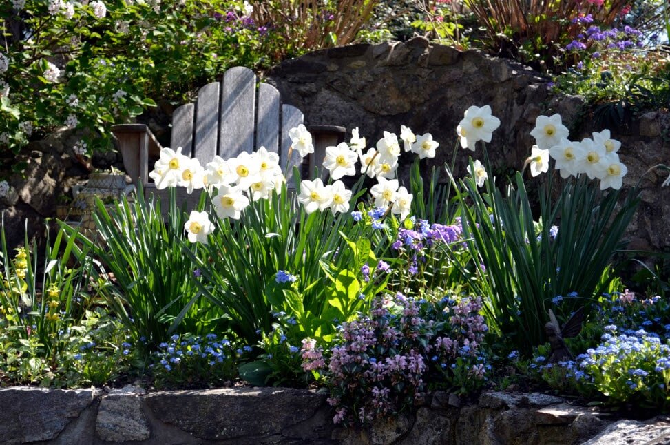 Луковичные цветы нужно выкапывать своевременно (фото Яндекс-картинки)