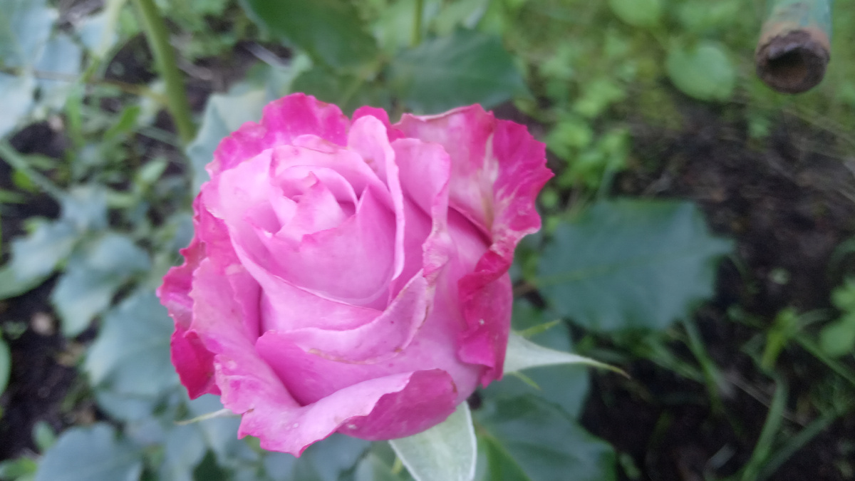 Вот так цветет еще одна розочка неизвестного мне сорта. Одна из читательниц предположила, что это Парадиз Листайте галерею