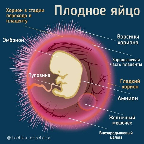 5 недель беременности после ЭКО