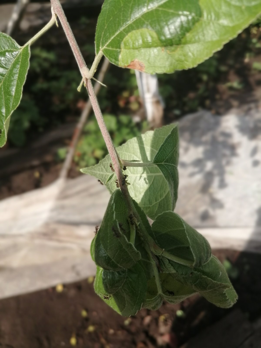 Муравьи на яблоньке