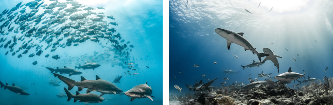 Слева: тигровые песчаные акулы и рыбы-лопаты плывут по прозрачным водам над местом кораблекрушения.

Справа: Карибские рифовые акулы собираются вокруг скал и кораллов