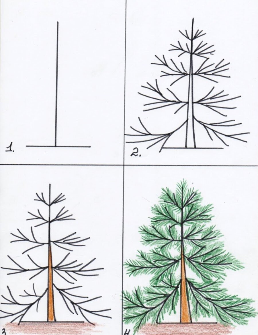 Рисунок сосны карандашом легко (48 фото)