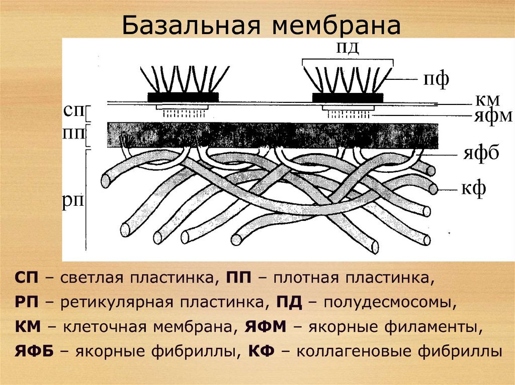 Размеры и формы клеток, факторы, влияющие на клеточные особенности