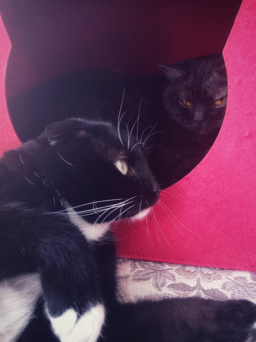 Когда хотел полежать в домике, но там оказалось занято