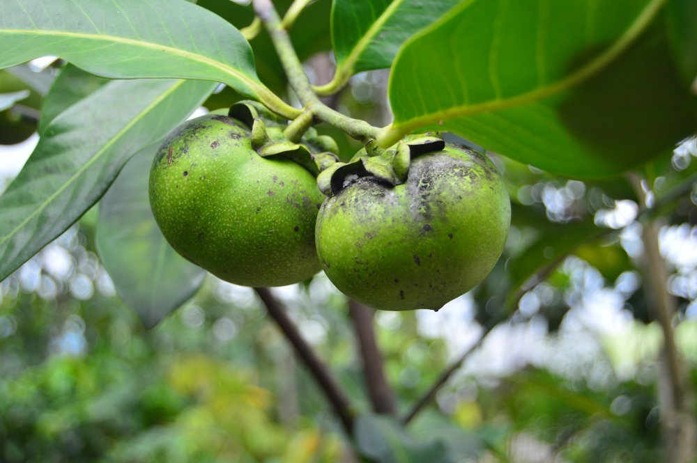 Черная сапота дерево. Фрукт черная сапота. Черная сапота дерево. Экзотический фрукт сапота. Сапота.