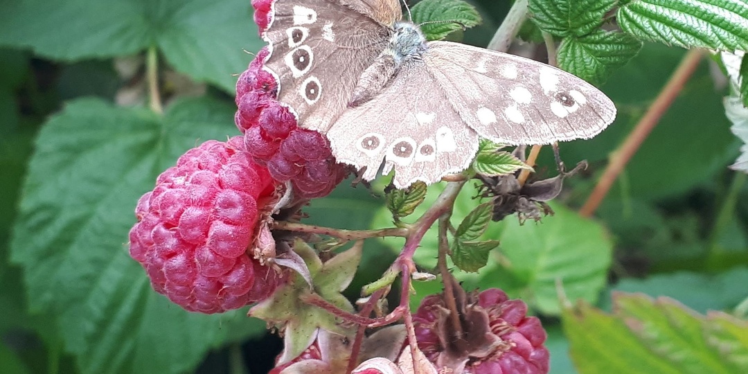 МАЛИНА после сбора урожая - как ухаживать?