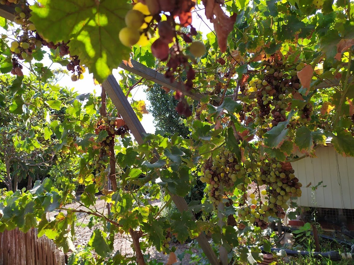 Идешь себе, виноград с ветки срываешь...