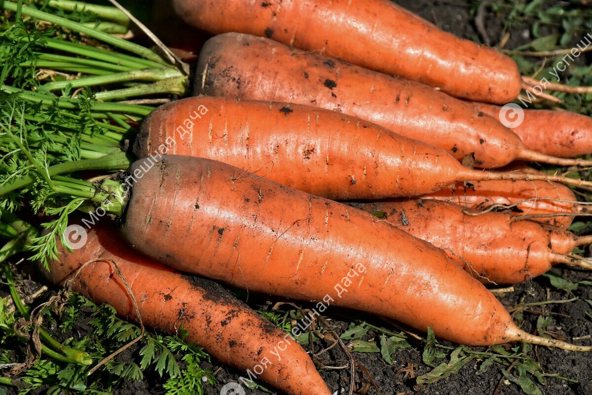Лучшие сорта моркови для средней полосы. Позднеспелые сорта моркови. Высококаротиновые сорта моркови. Сорт моркови Хибинская парниковая. Морковь сорта Леандр.
