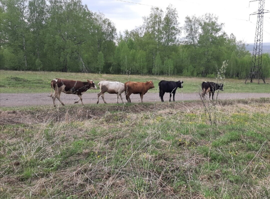 Корова на дворе на столе