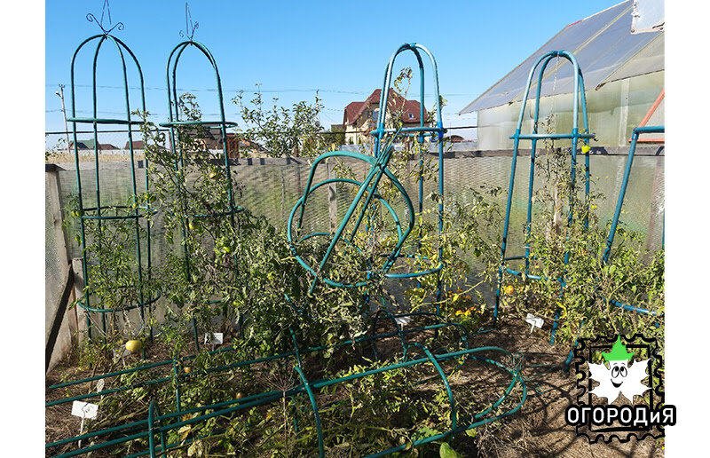 Урожай-то увесистым оказался