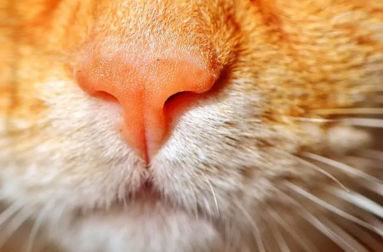 Почему у котов бывает мокрый нос: разбираем причины и последствия