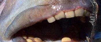 И чьи  это зубы?               Источник: do-slez.com