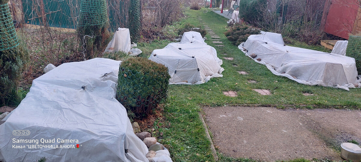 Розы засыпают. Ноябрь 2021 года. Верхние розарии.