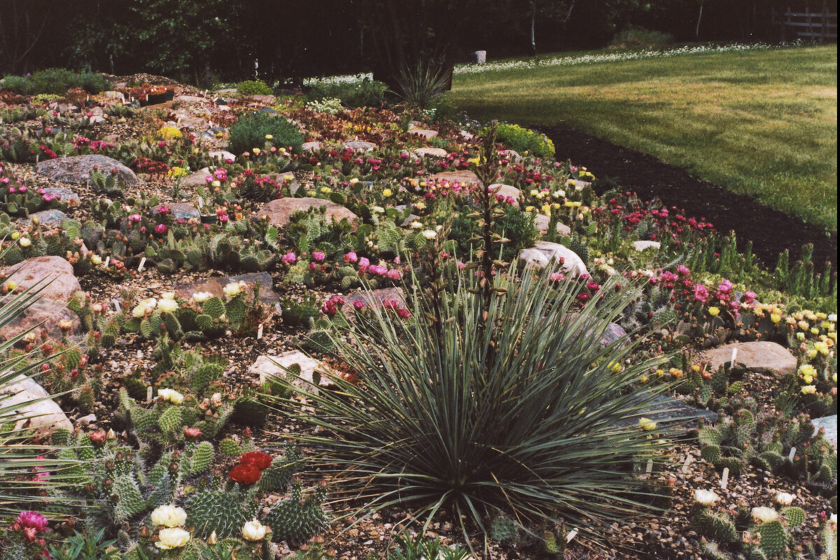 Суккулентный сад миссис Випрехт, фото тоже ее. Остальные снимки в тексте - мои.