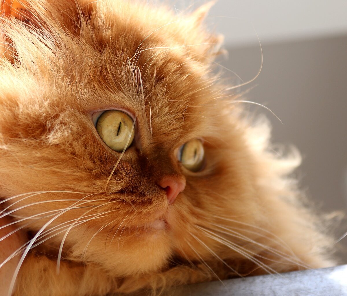 🐾 Что делать, если у кошки воспалились глаза | Я — Кот! | Дзен
